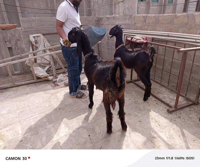 nachi bakri 0