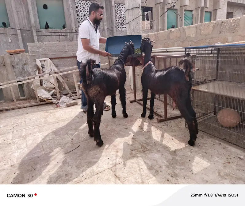 nachi bakri — photo 2