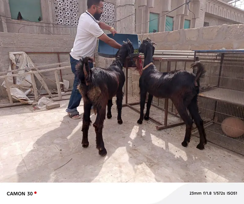 nachi bakri — photo 3