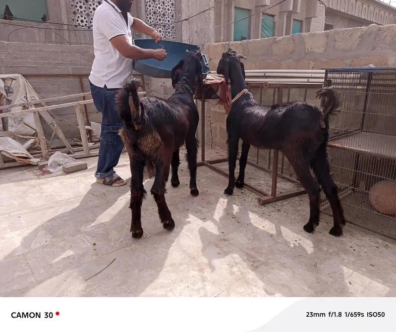 nachi bakri — photo 4