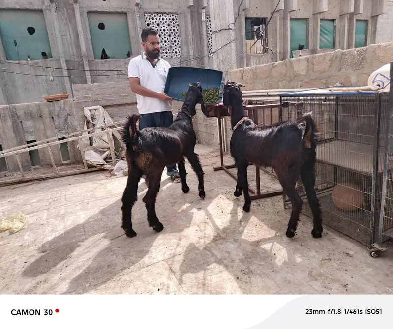 nachi bakri — photo 5