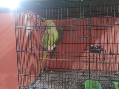 ringneck breeder pair
