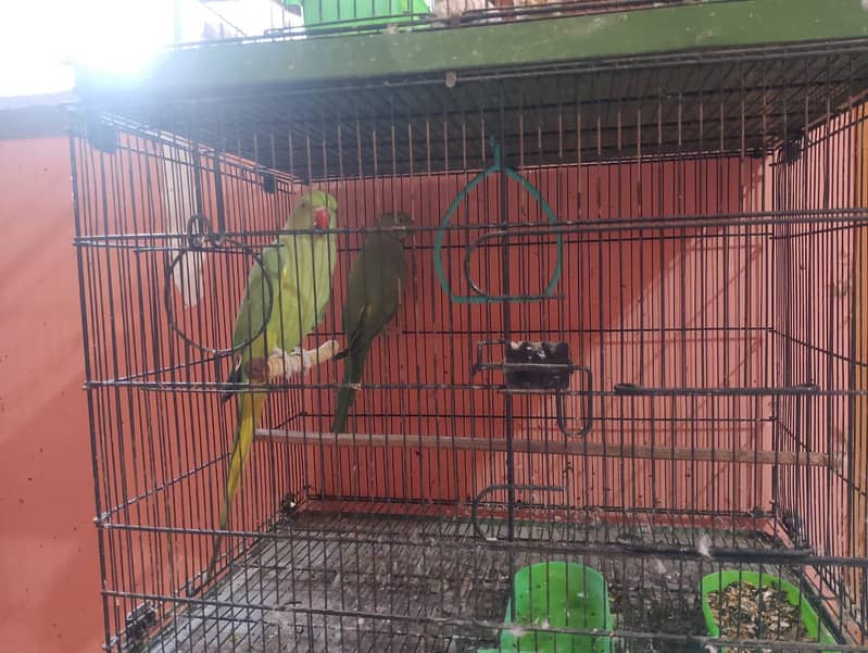 ringneck breeder pair 1