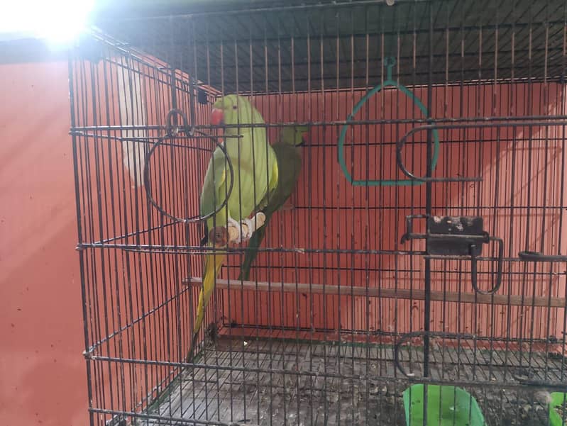 ringneck breeder pair 3