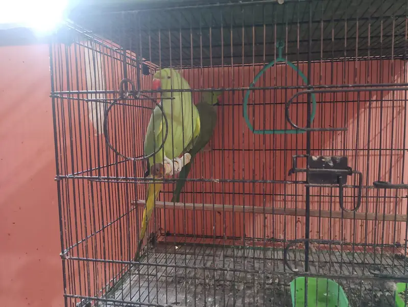 ringneck breeder pair — photo 4