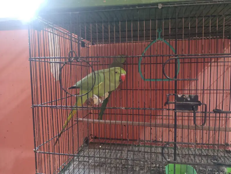 ringneck breeder pair — photo 5
