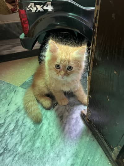 Persion Cats 1 female with 3 kittens