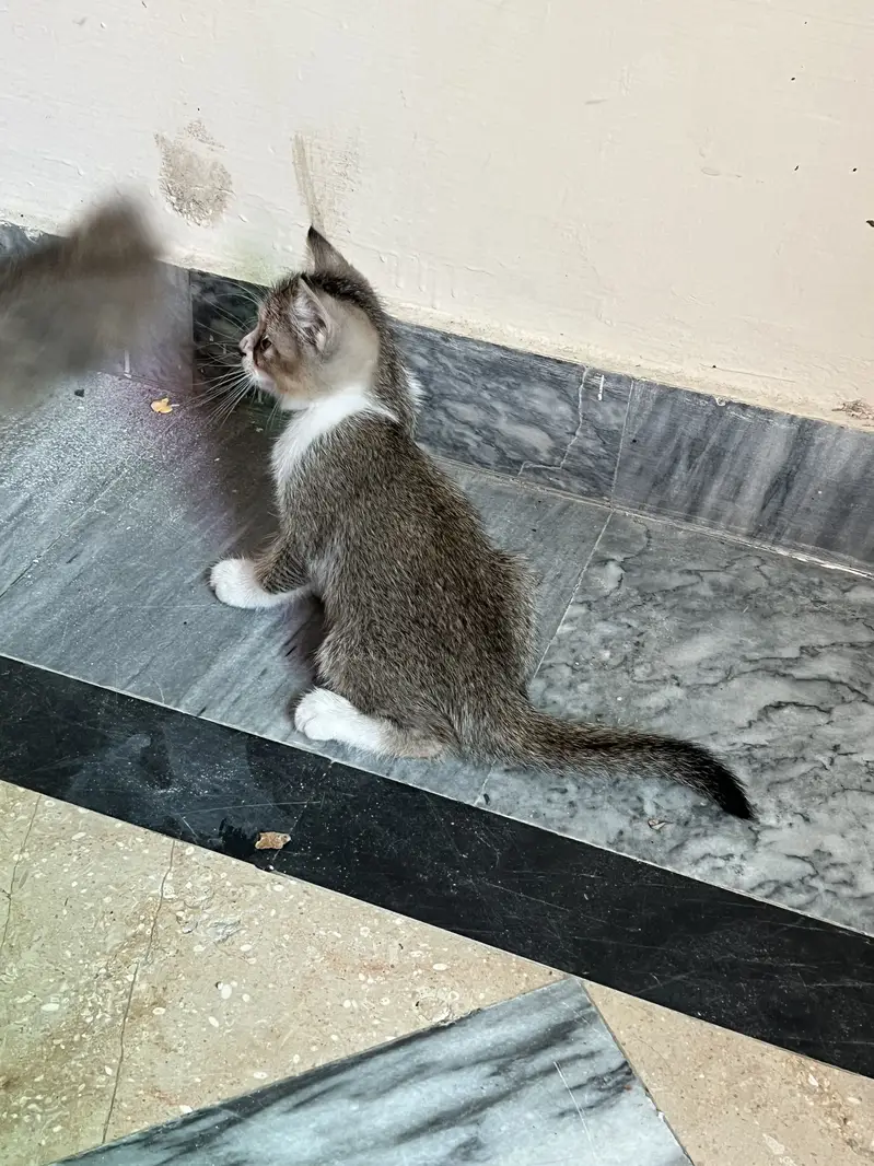 Persion Cats 1 female with 3 kittens — photo 2