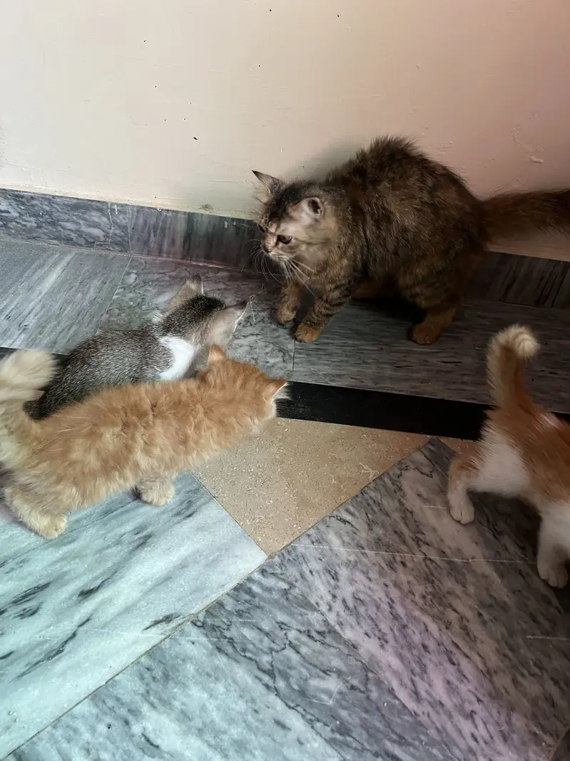 Persion Cats 1 female with 3 kittens — photo 3