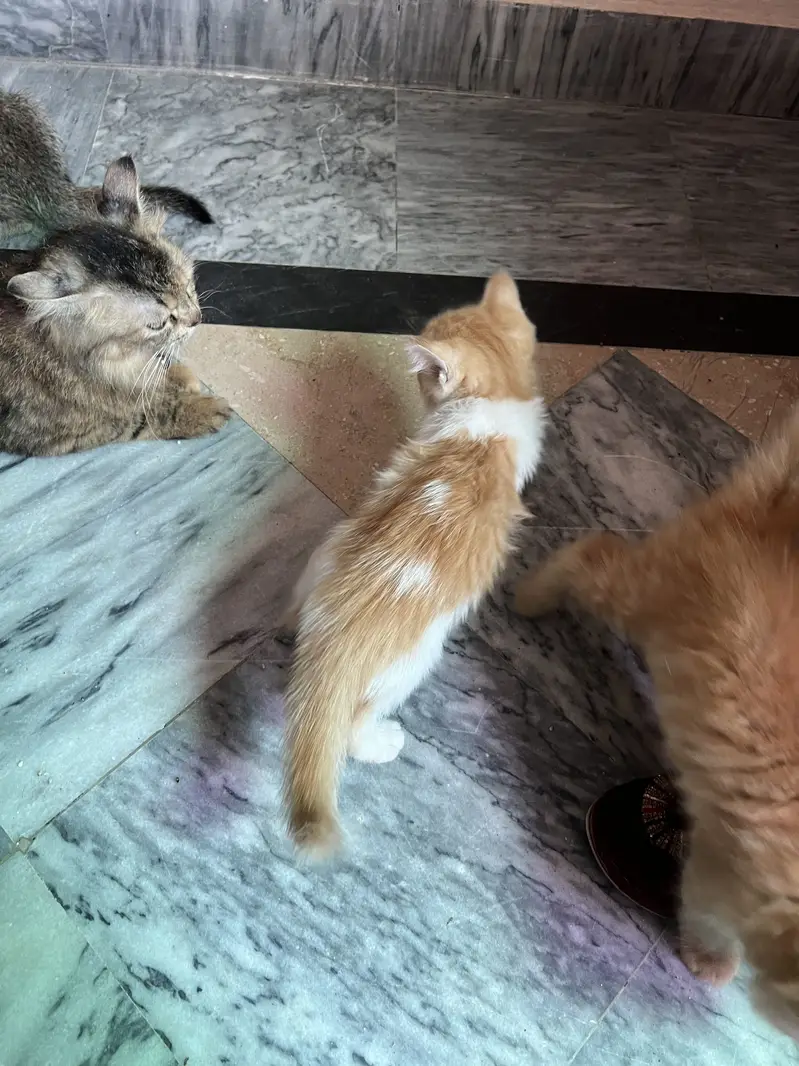 Persion Cats 1 female with 3 kittens — photo 4