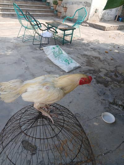 Aseel female for sale 5 pieces 03419129910