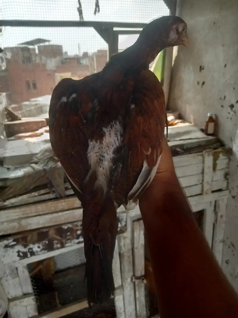 Home breed — photo 2