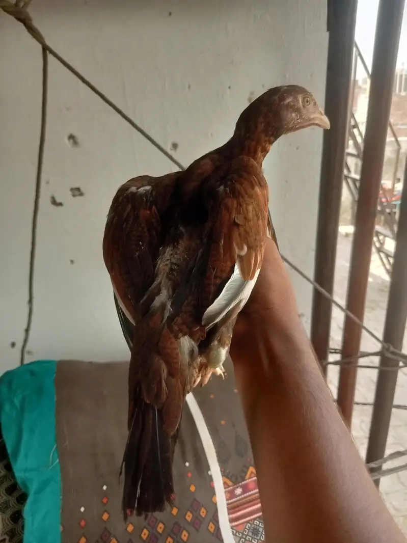 Home breed — photo 3