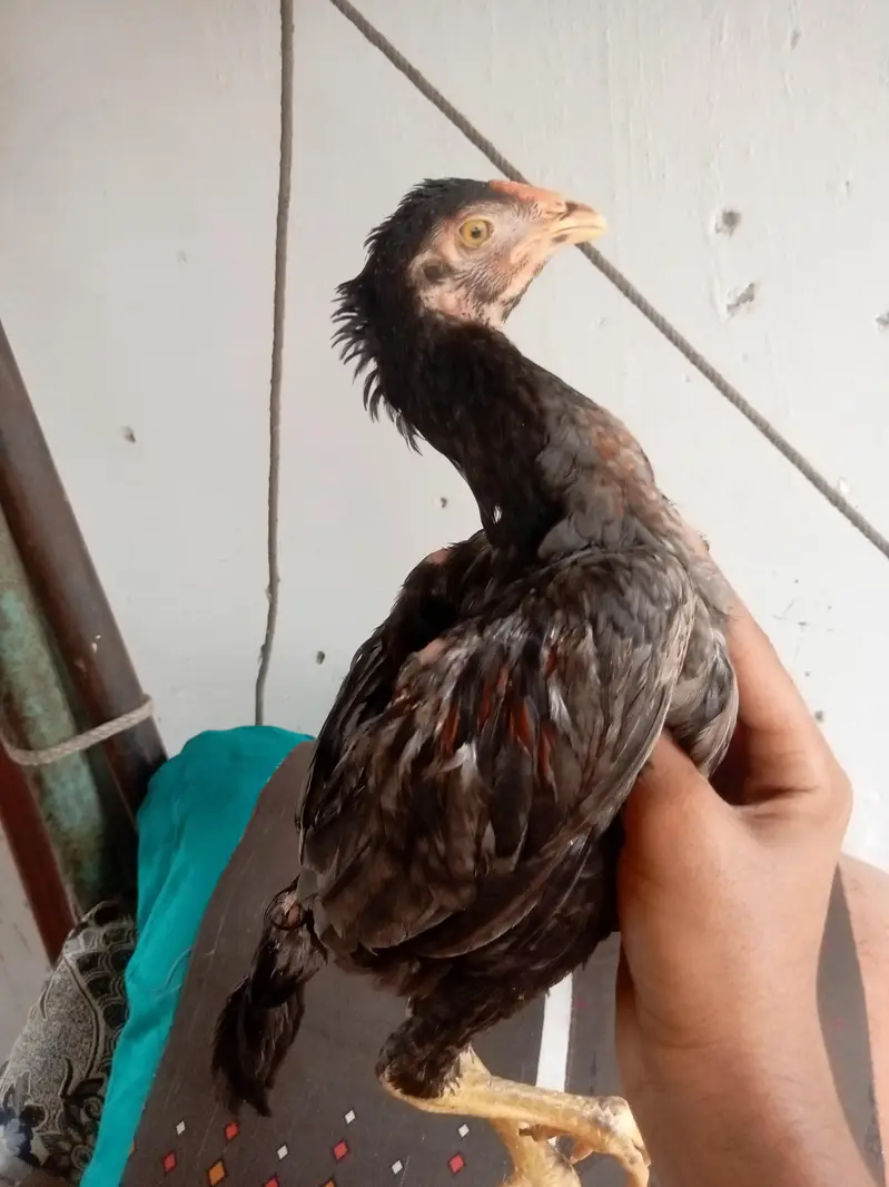 Home breed — photo 9