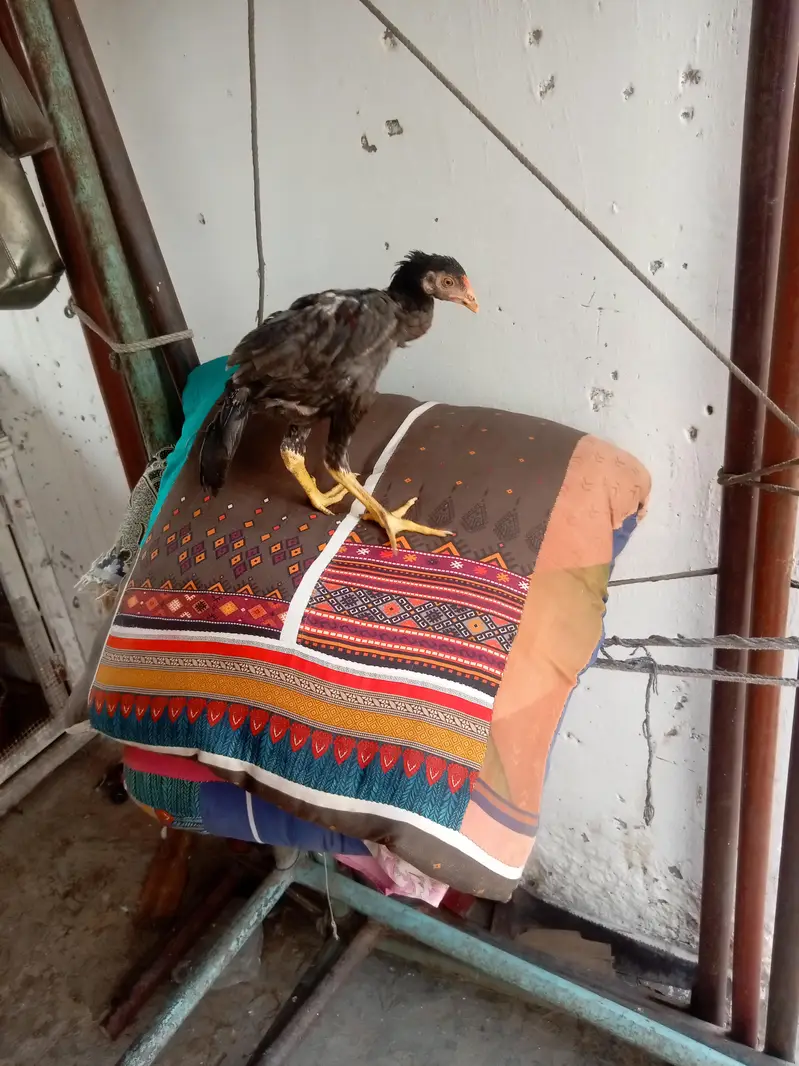 Home breed — photo 11