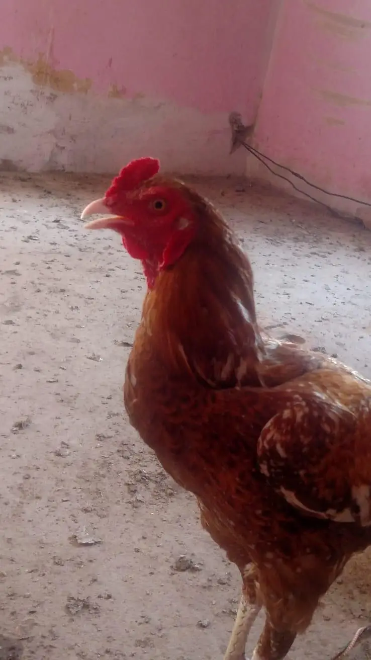 aseel mianwali — photo 2