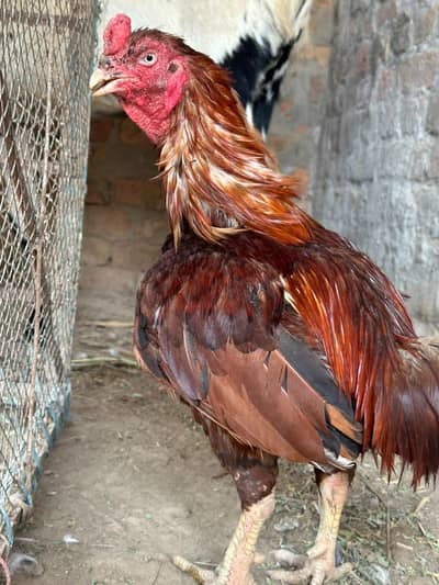 peela amroha aseel
