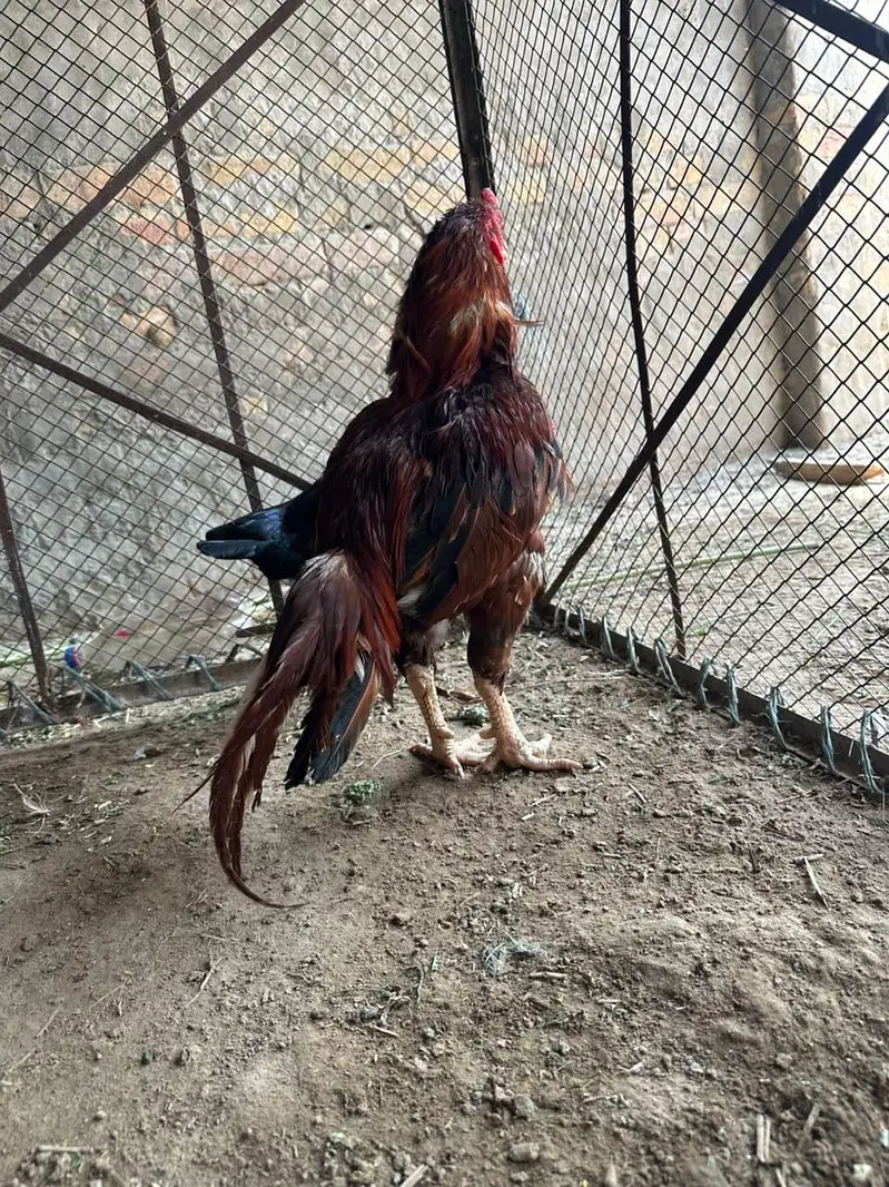 peela amroha aseel — photo 4