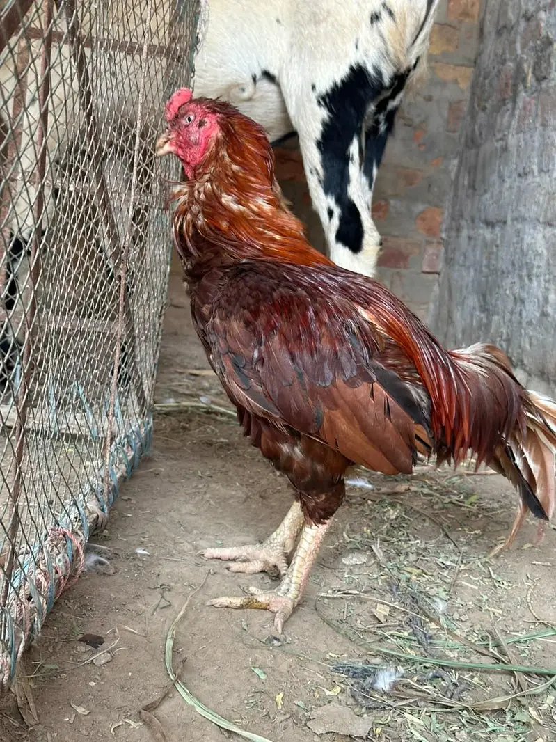 peela amroha aseel — photo 6
