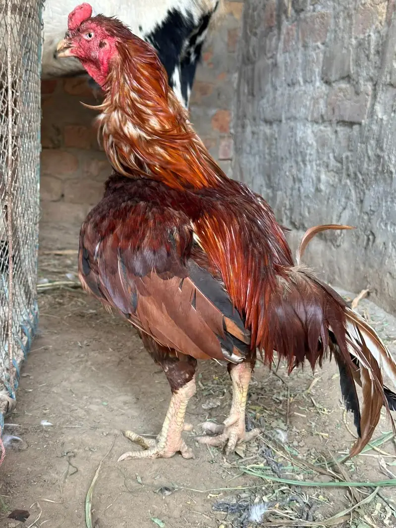 peela amroha aseel — photo 8