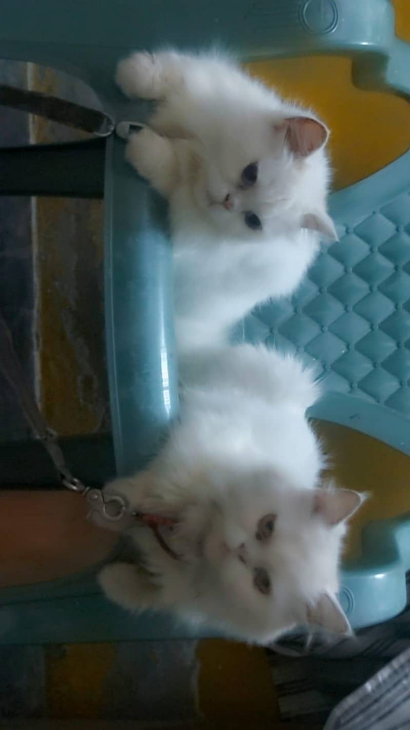 Breader Pair 3