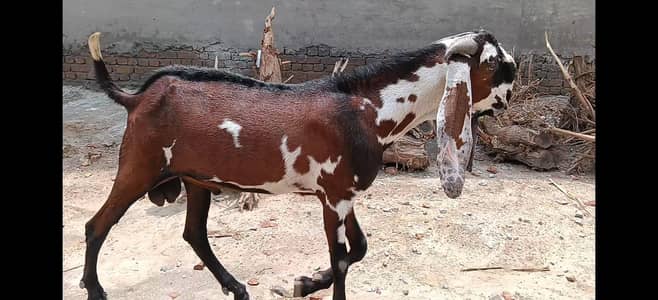 PURE NAGRI MKHI CHNI BREED FOR SALE