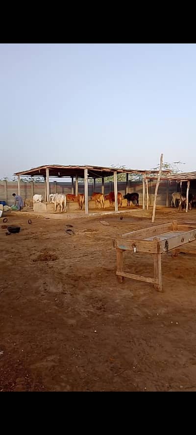 Ready Cattle and goat Farm for sale