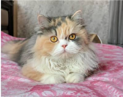 Persian triple calico cat available for sale