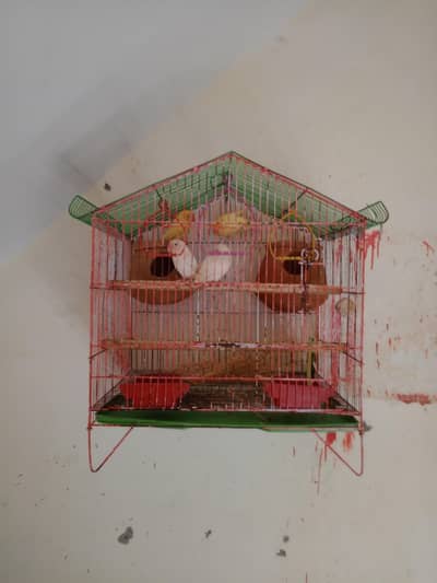 Red Eyes Albino & Crimano Breeding pairs