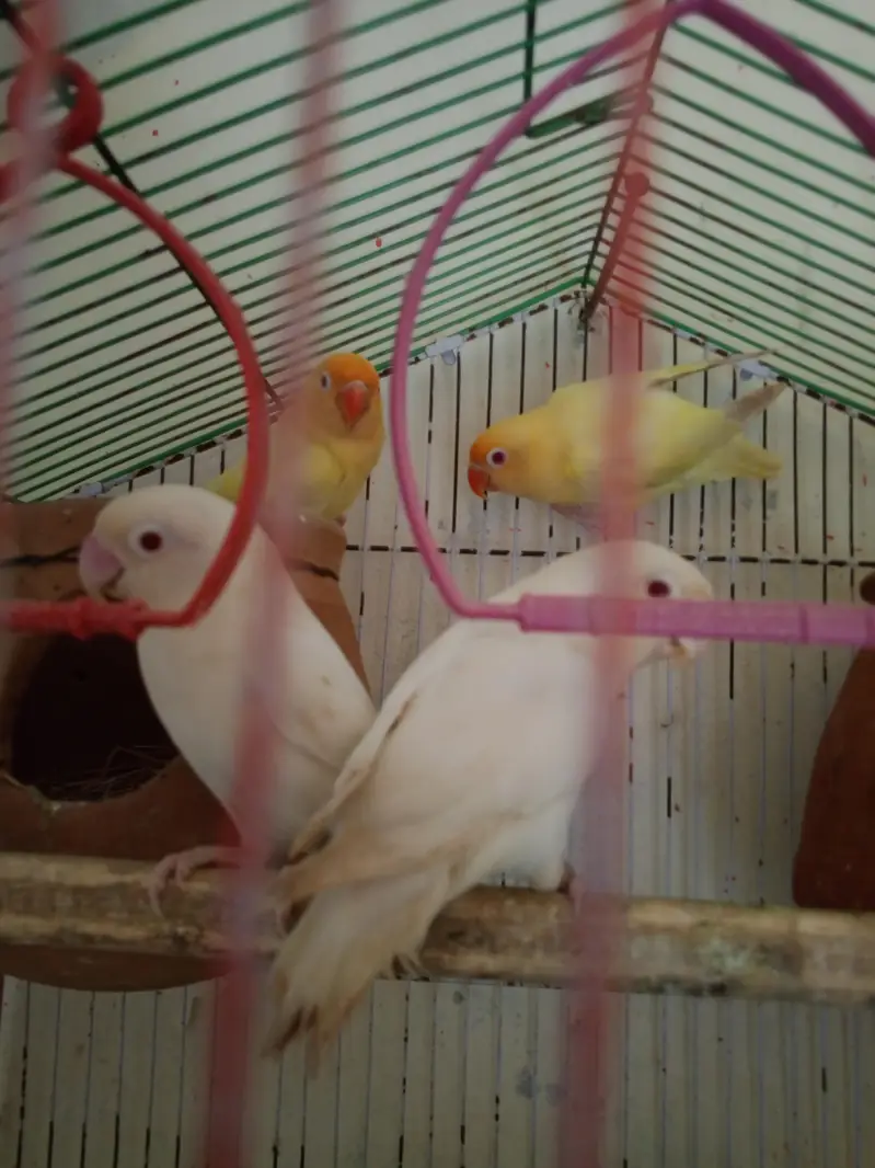 Red Eyes Albino & Crimano Breeding pairs — photo 2