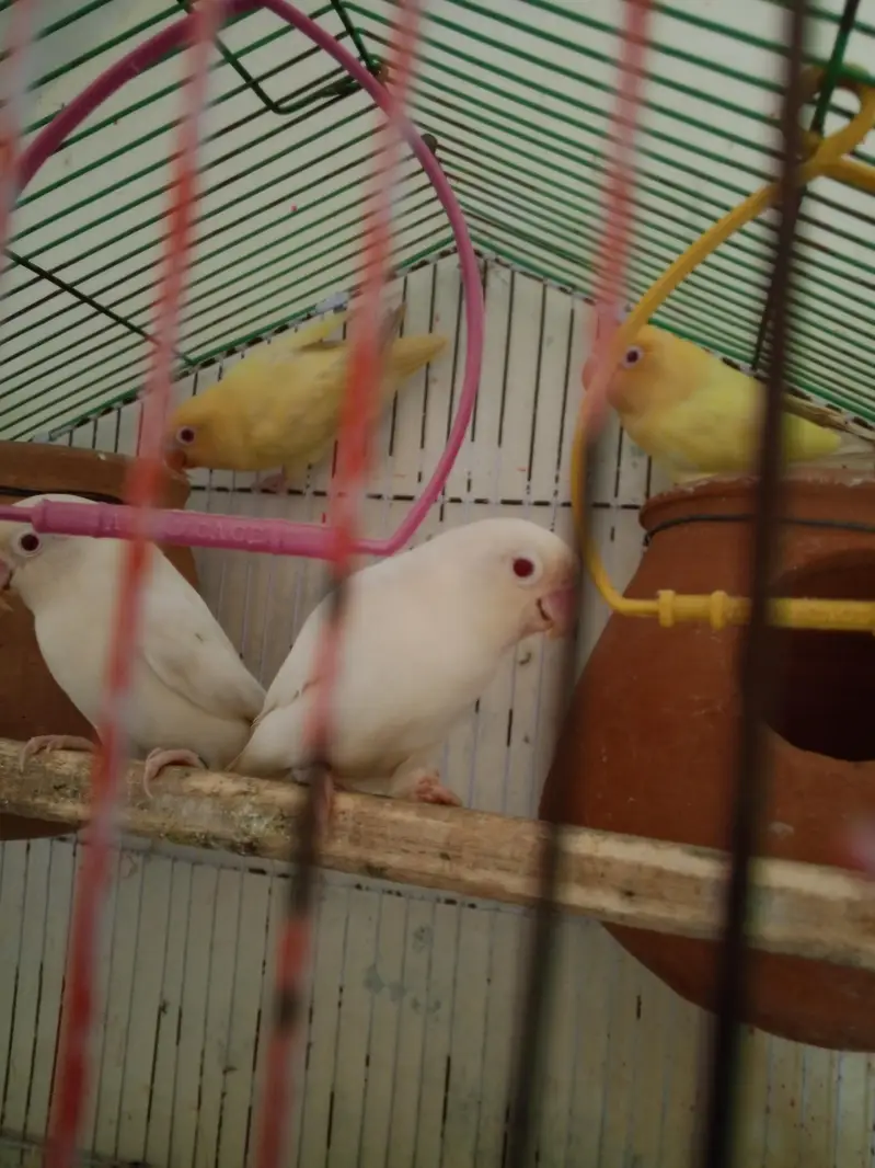 Red Eyes Albino & Crimano Breeding pairs — photo 3