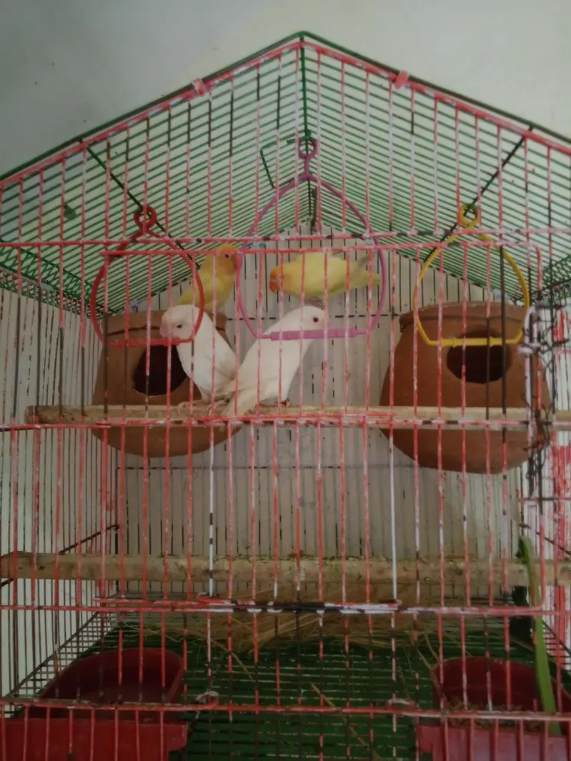 Red Eyes Albino & Crimano Breeding pairs — photo 4