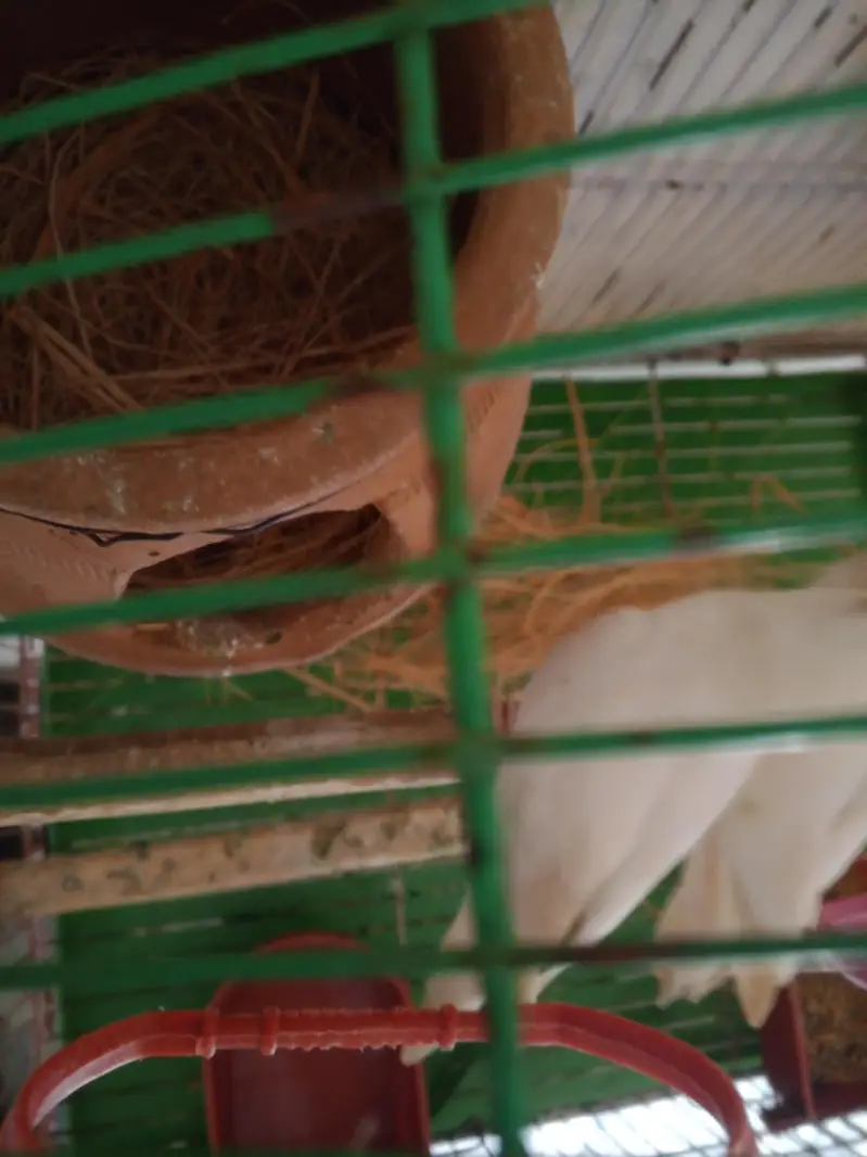 Red Eyes Albino & Crimano Breeding pairs — photo 6