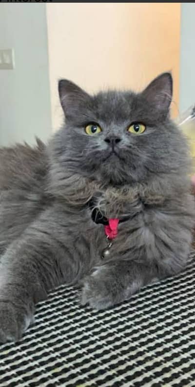 Persian cat pair triple coated available for slae