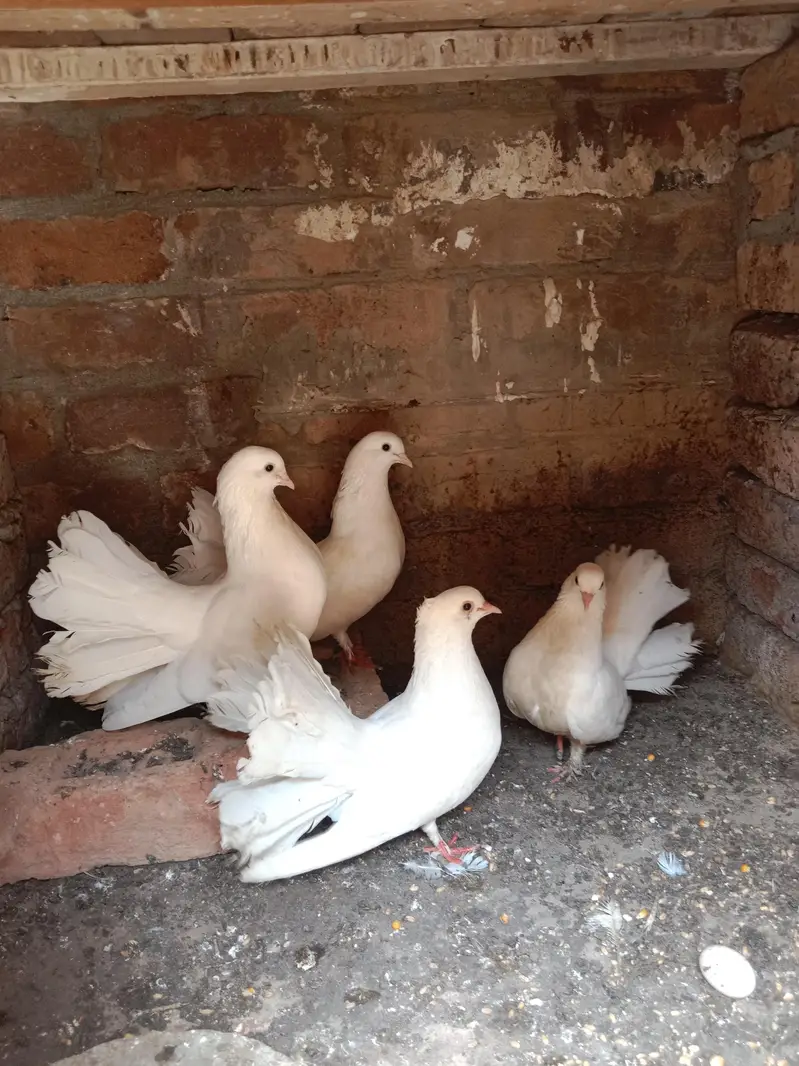 Lucky kabootar — photo 4