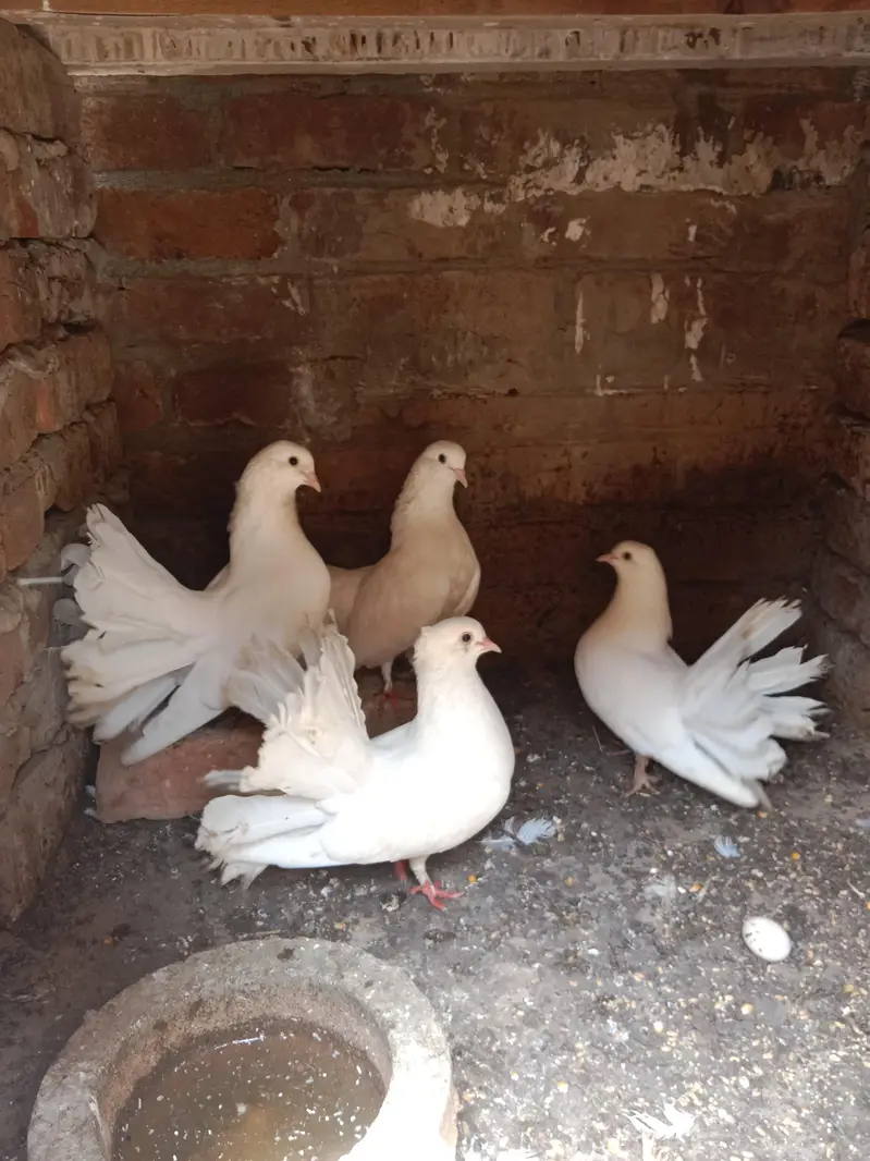 Lucky kabootar — photo 5