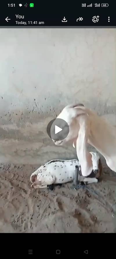 bakri