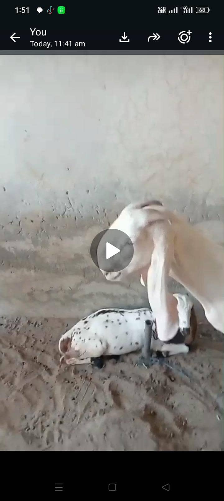 bakri 0