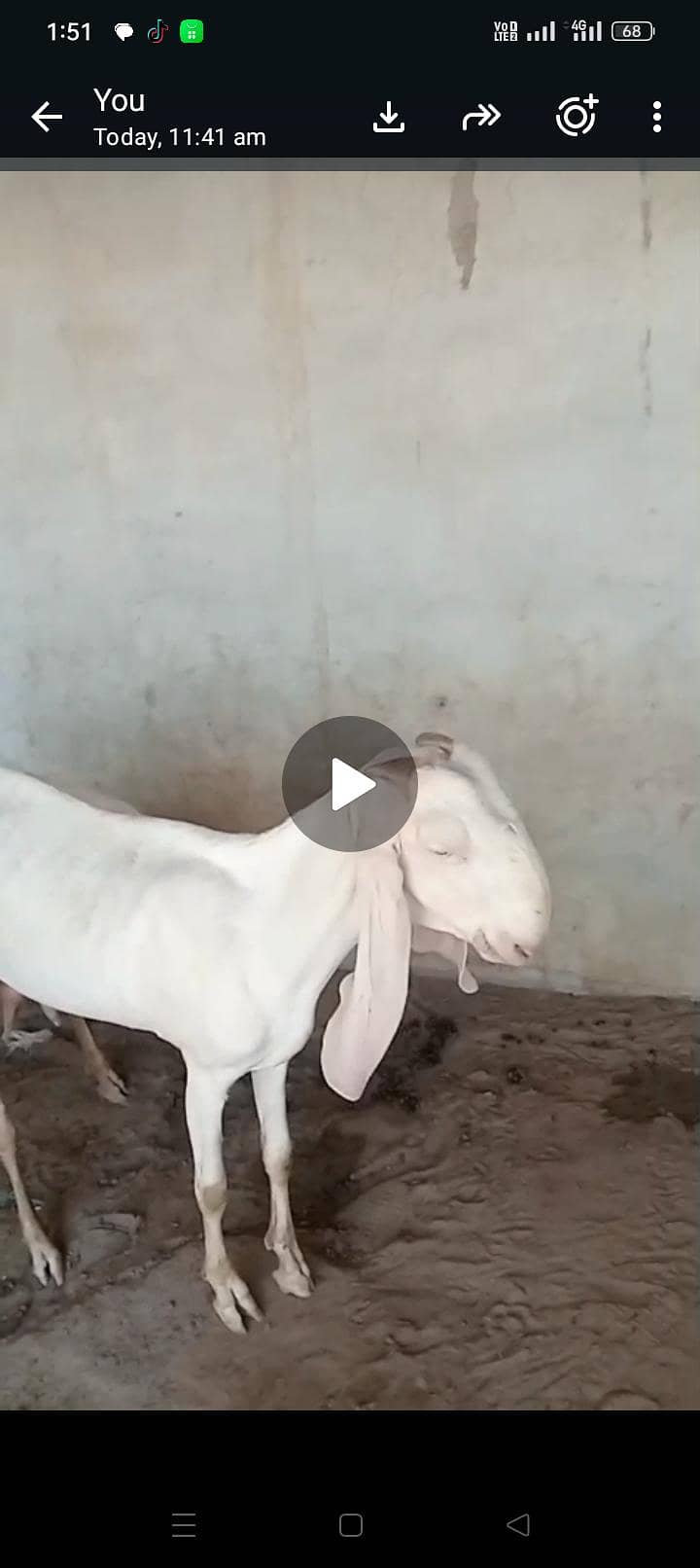 bakri 1