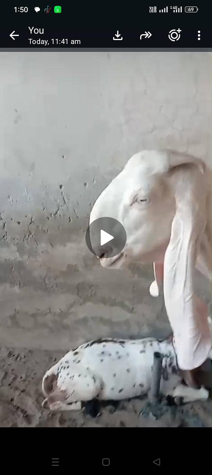 bakri 4