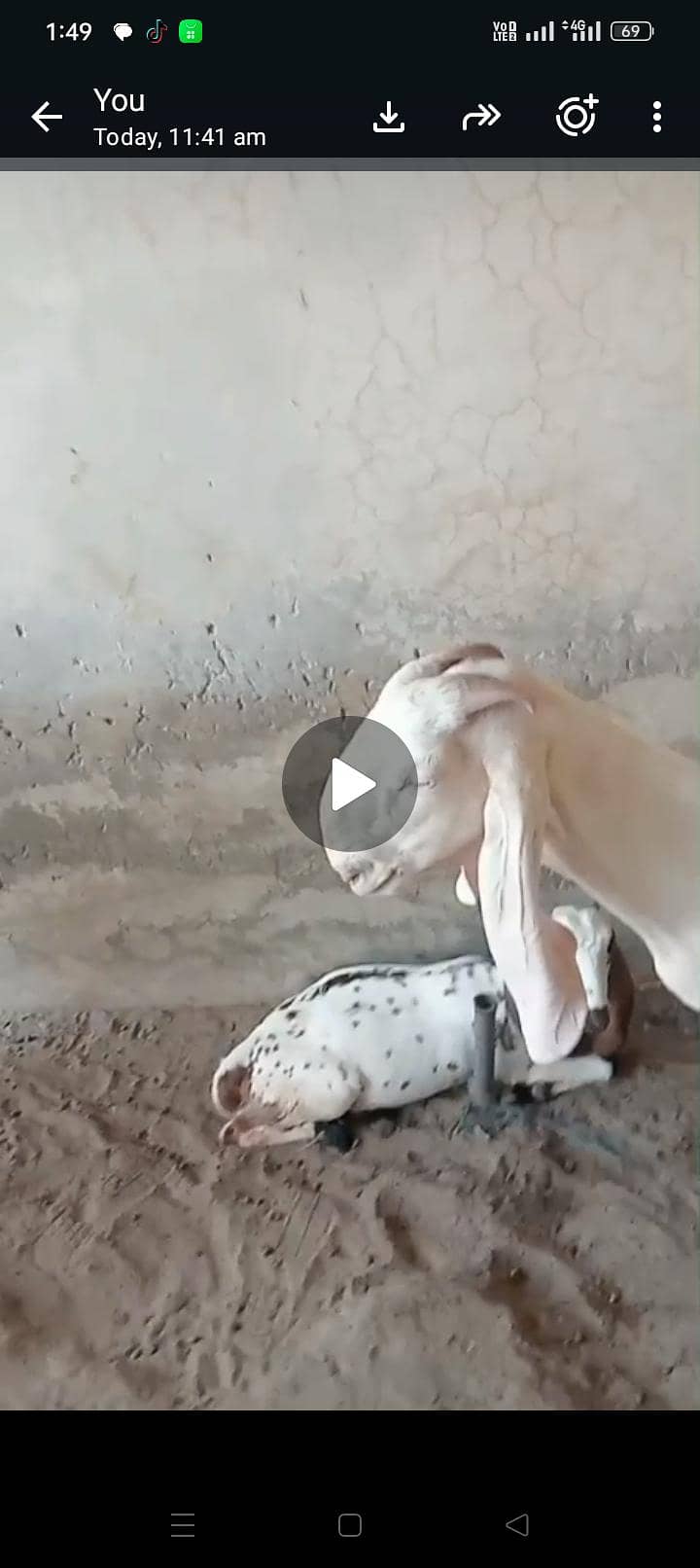 bakri 5