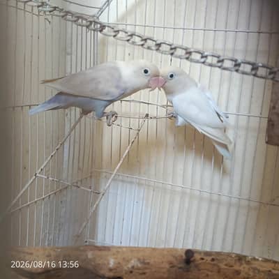 lovebird pair albino,pale fellow urgent sale