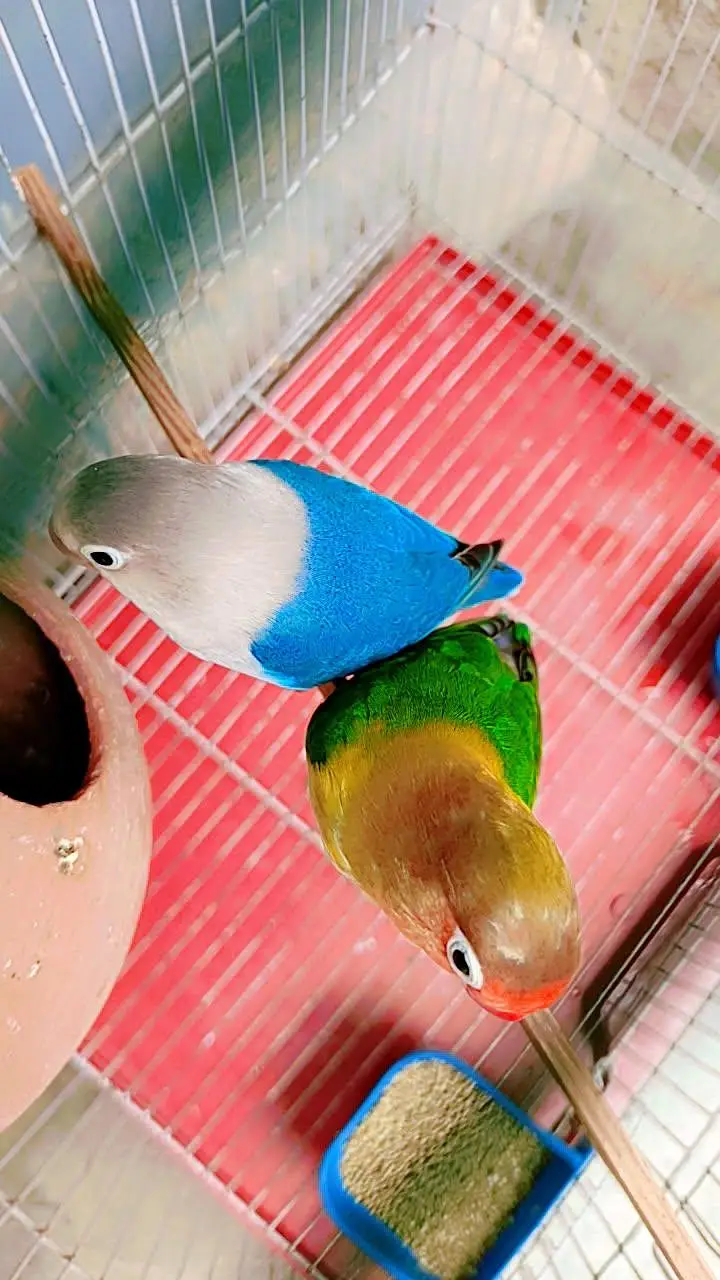 love birds hai male jo blue opaline female Fisher ha cage sath nahi ha — photo 2