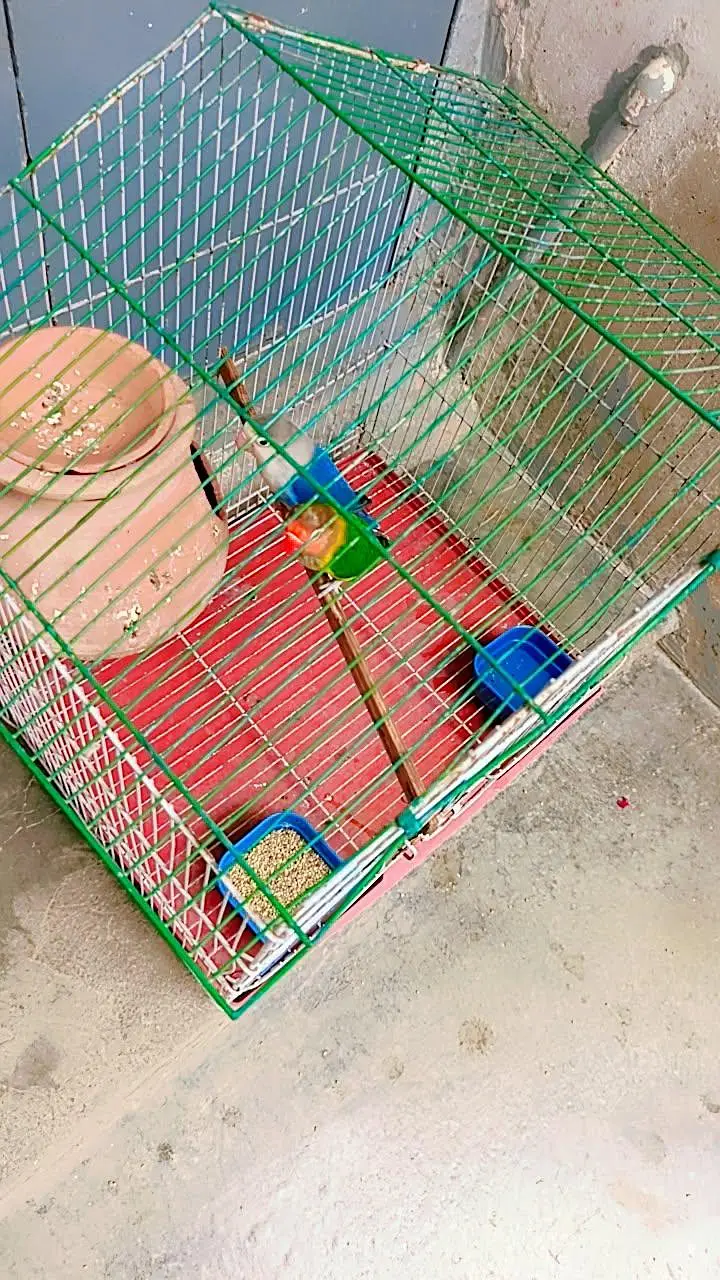 love birds hai male jo blue opaline female Fisher ha cage sath nahi ha — photo 3