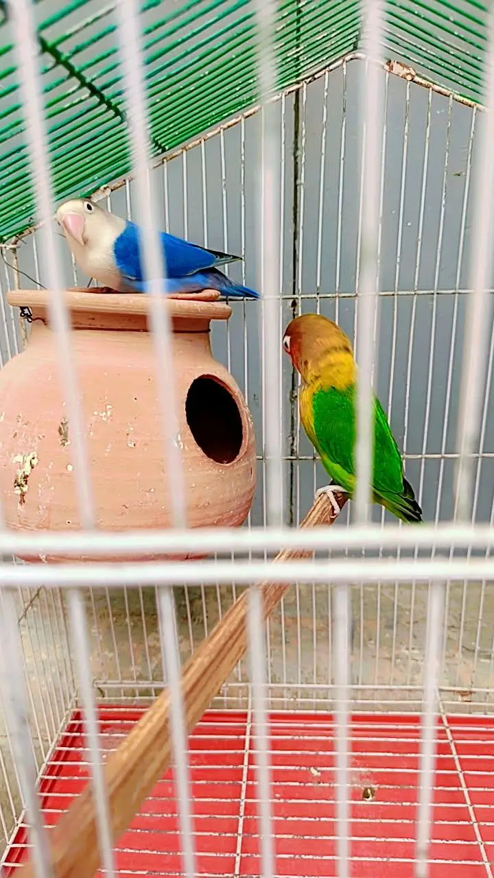 love birds hai male jo blue opaline female Fisher ha cage sath nahi ha — photo 4