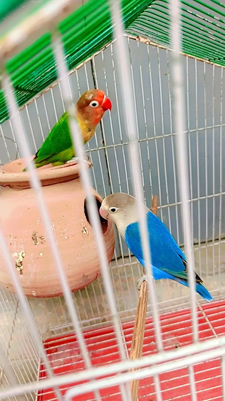love birds hai male jo blue opaline female Fisher ha cage sath nahi ha — photo 5