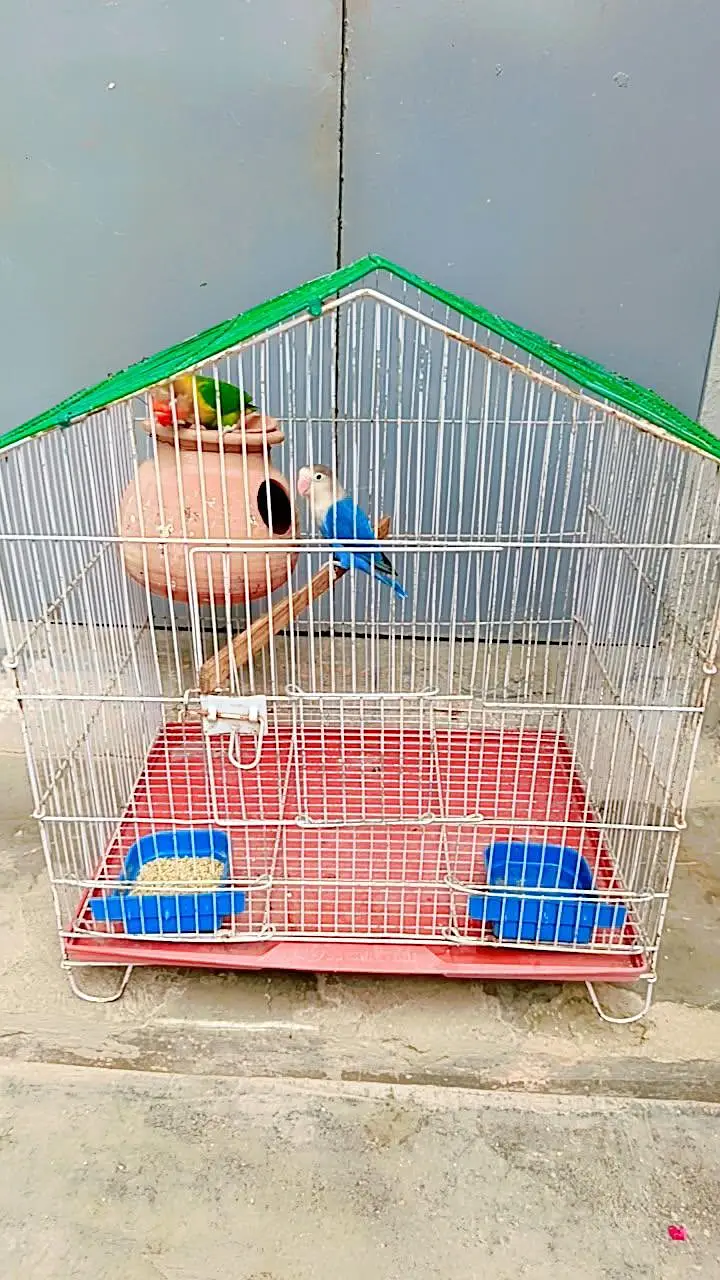 love birds hai male jo blue opaline female Fisher ha cage sath nahi ha — photo 6