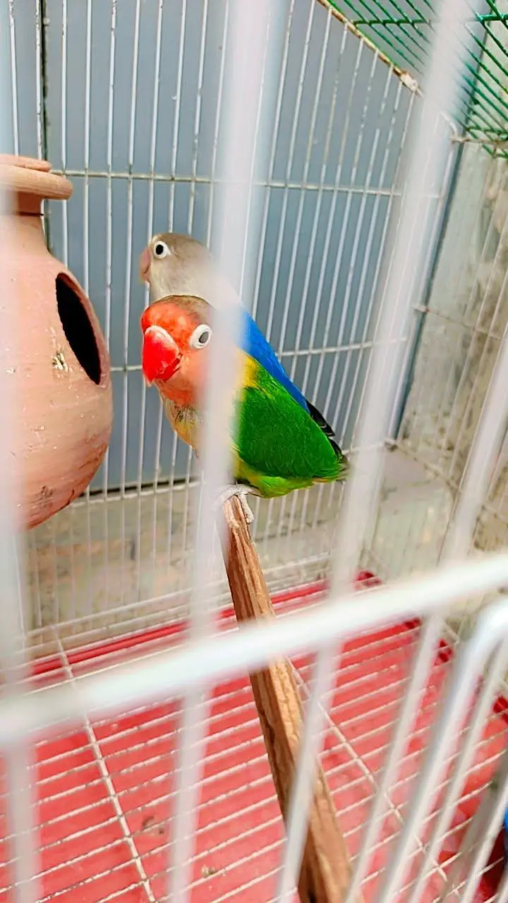 love birds hai male jo blue opaline female Fisher ha cage sath nahi ha — photo 7