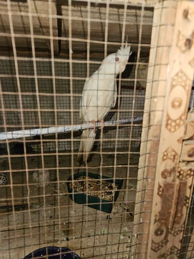 cocktail red eyes