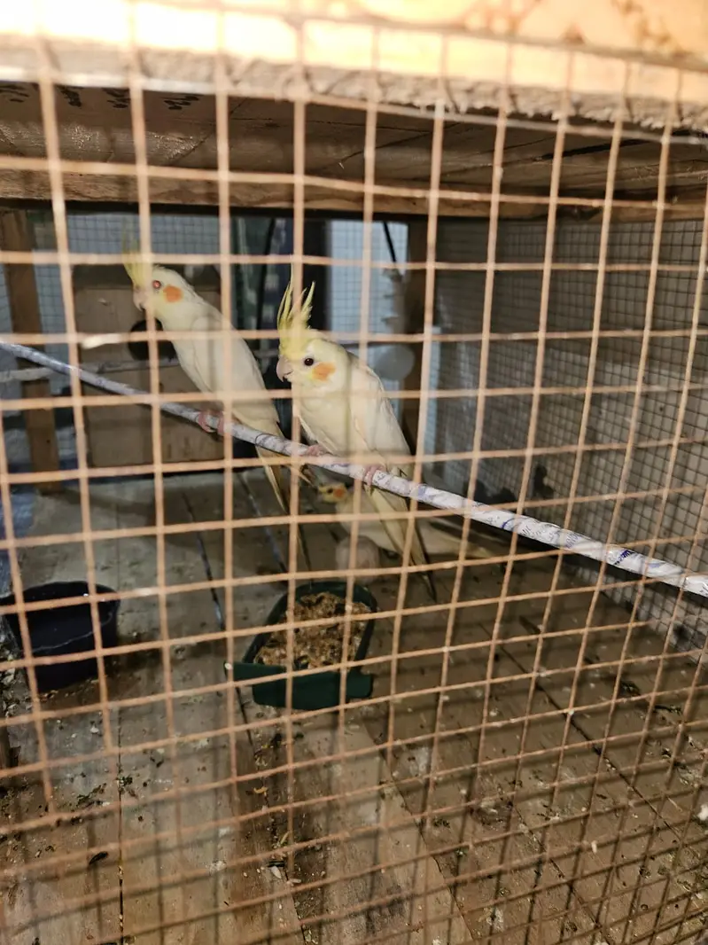 cocktail red eyes — photo 2